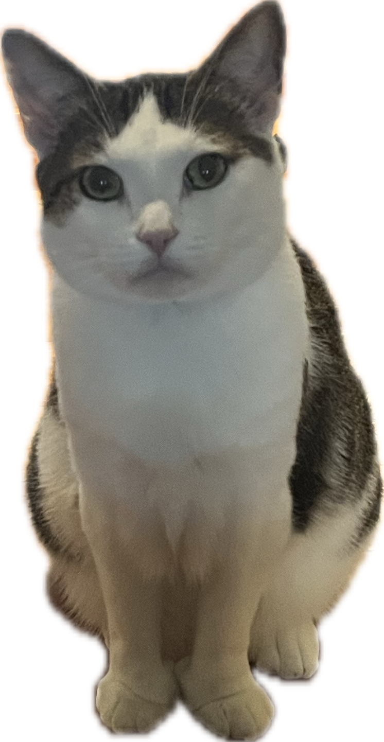 Cat-image-here